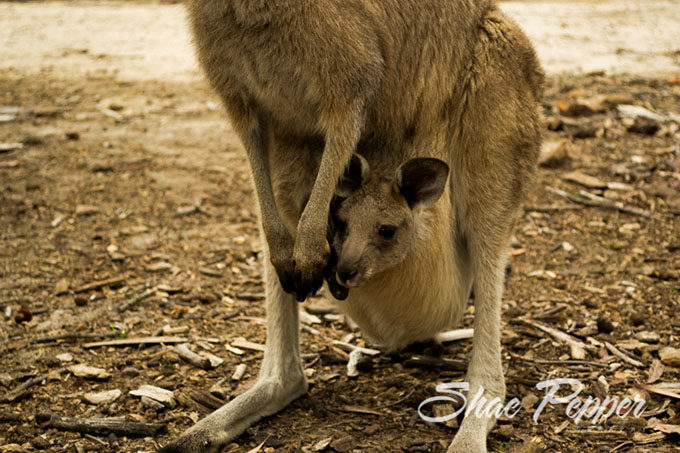 Momma roo and her joey
