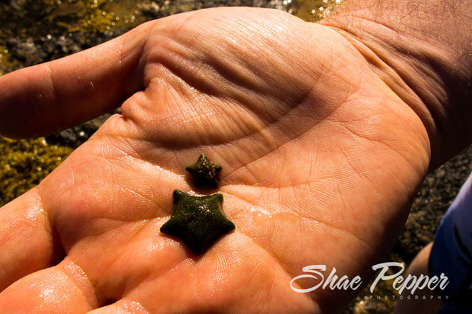 Mini starfish on Phillip Island