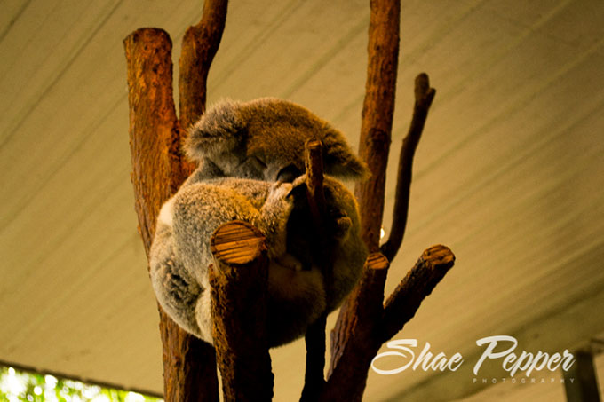 Lone Pine Koala Sanctuary - Whilst the Tasmanian devil may look