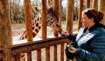 Shae feeding a giraffe at Riverbanks Zoo & Garden