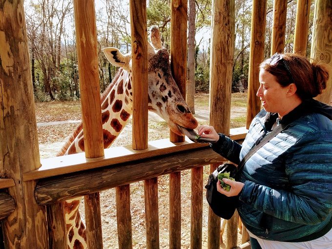 Shae feeding a giraffe at Riverbanks Zoo & Garden