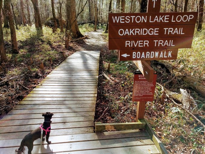 Start of the Weston Lake Loop at Congaree National Park