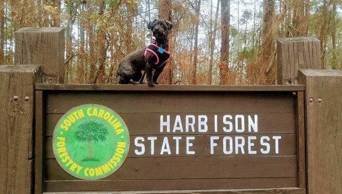 Truffles being majestic at Harbison State Forest