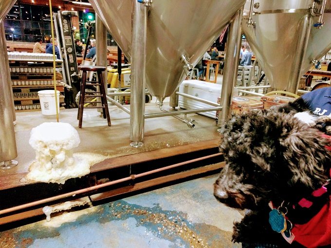 A pet-friendly brewery tour