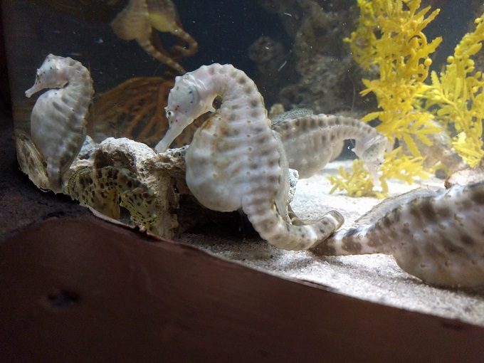 Georgia Aquarium 10