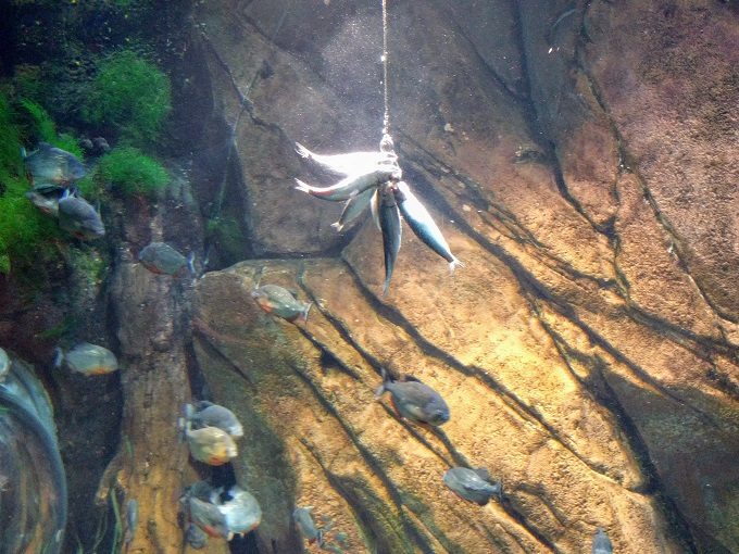 Georgia Aquarium 21