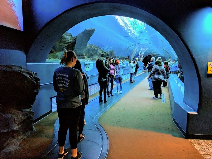 Georgia Aquarium 3