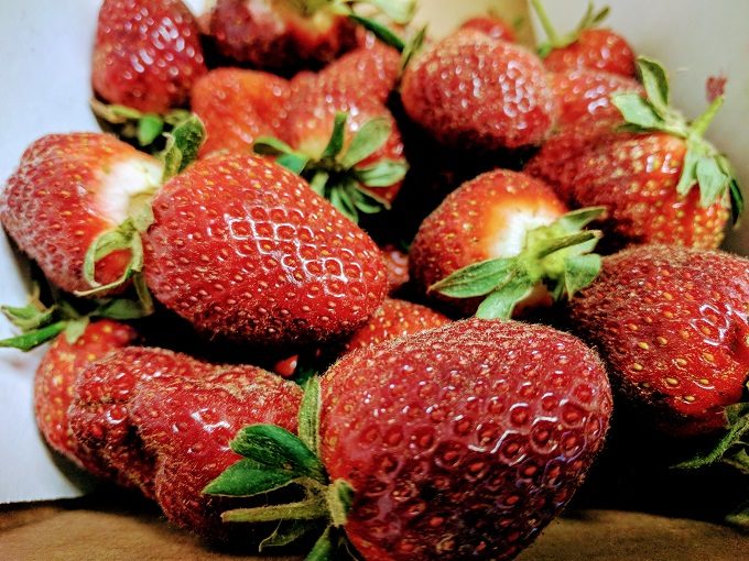Freshly picked strawberries from Rutland Farms in Tifton, Georgia