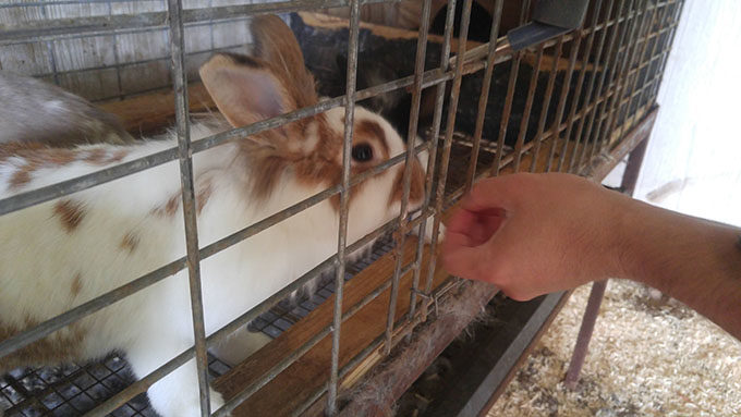 Feeding a rabbit at Rutland Farms petting zoo in Tifton, Georgia