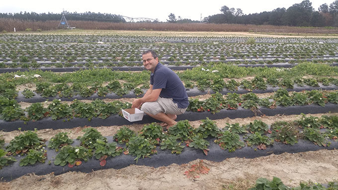 Strawberry picking at Rutland Farms in Tifton, Georgia