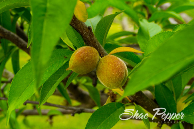 Peach orchard at Rutland Farms, Tifton Georgia