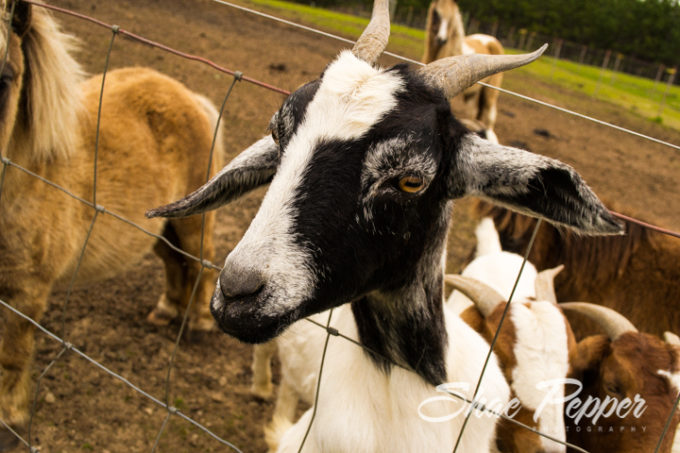 Goats at Rutland Farms petting zoo in Tifton, Georgia
