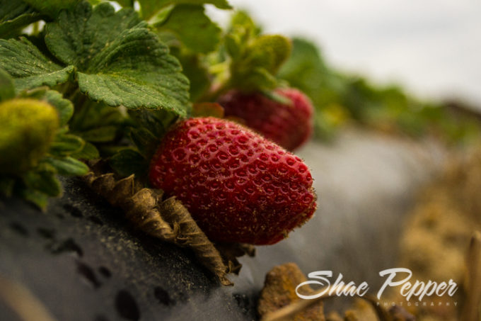 Strawberries at Rutland Farms in Tifton, Georgia