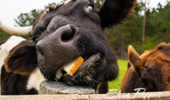 Cow at Rutland Farms, Tifton GA