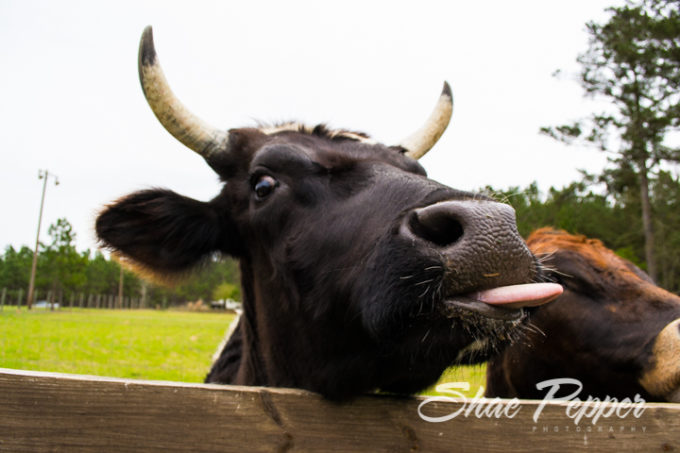 Cow tongue at Rutland Farms petting zoo in Tifton, Georgia