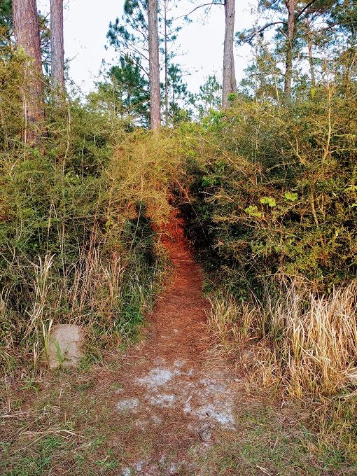 Path to the Brontosaurus, Dinosaurs In The Woods, Elberta Alabama