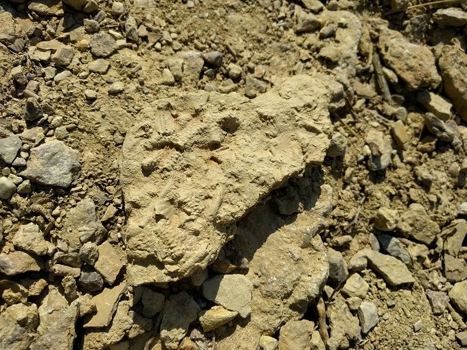 Trammel Fossil Park - Fossils in rock 1
