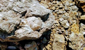 Trammel Fossil Park - Fossils in rock 2