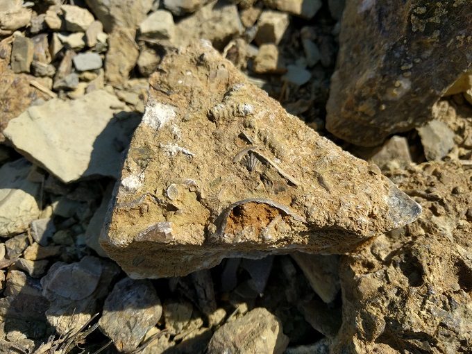 Trammel Fossil Park - Fossils in rock 3