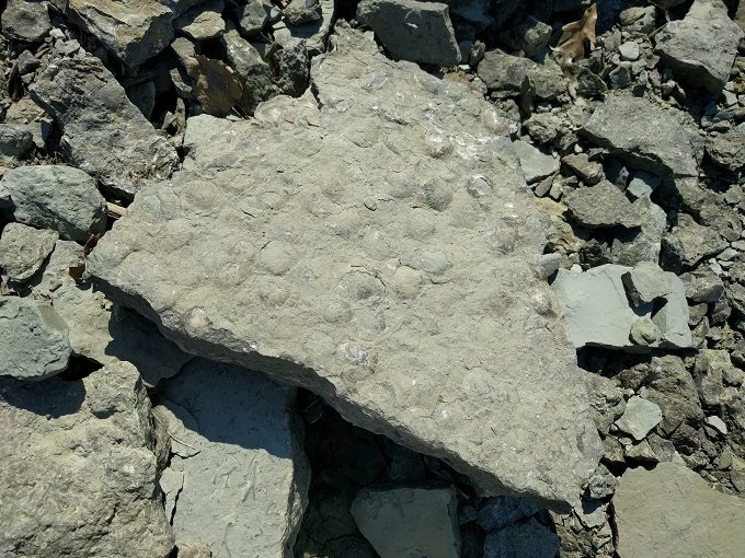 Trammel Fossil Park - Fossils in rock 4