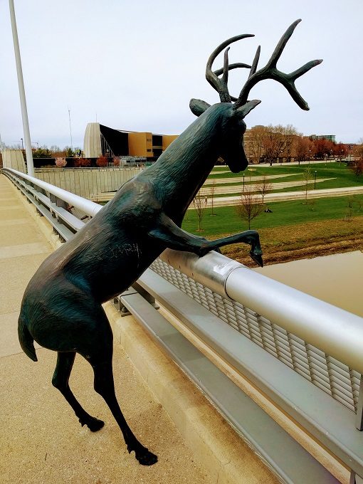 Deer On A Bridge, Columbus OH 1