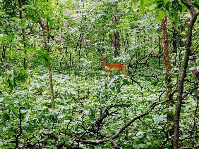 Deer in Hixon Forest, La Crosse WI