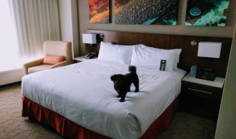 Delta Hotels Ottawa City Centre - King bed