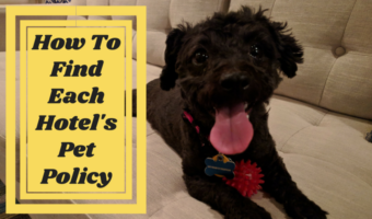 How To Find Each Hotel's Pet Policy