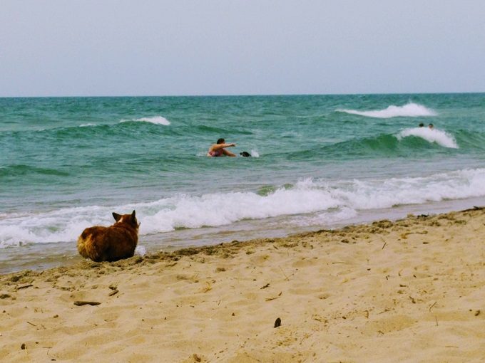 Corgi butt on the beach