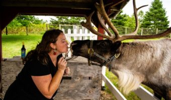 Hardy's Reindeer Ranch, Rantoul IL - Reindeer kissing 1