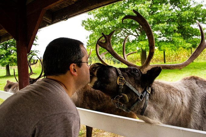 Hardy's Reindeer Ranch, Rantoul IL - Reindeer kissing 2