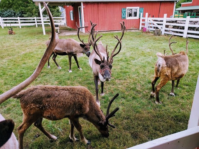 Hardy's Reindeer Ranch, Rantoul IL - Some of the reindeer