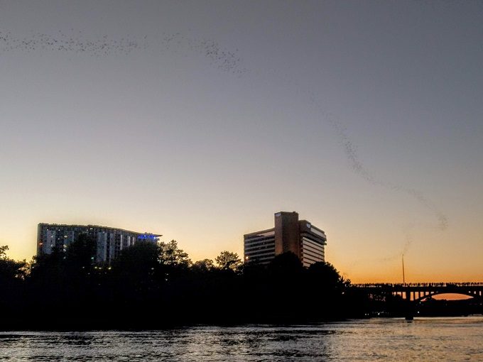 Bats emerging from Congress Avenue Bridge, Austin TX