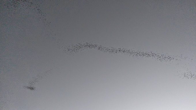 Bats flying over the Colorado River, Austin TX