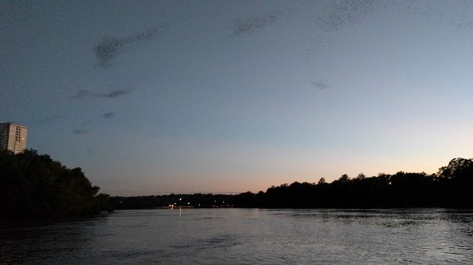Bats heading towards Lady Bird Lake