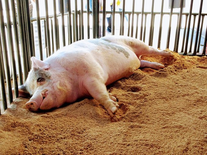 State Fair of Texas - Boris the champion big boar - 1,155lbs