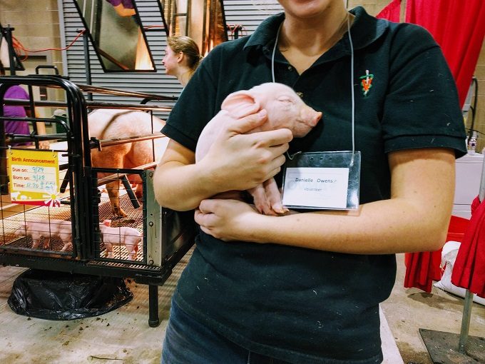 Tulsa State Fair - 1 day old pig