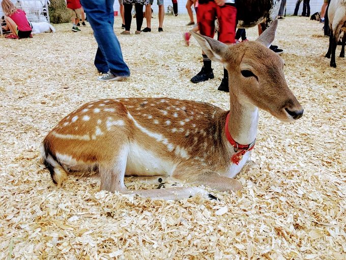 Tulsa State Fair - Deer in the petting zoo
