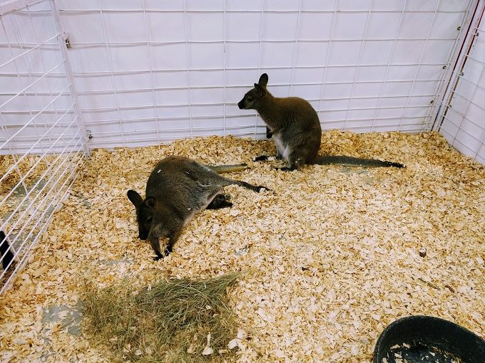 Tulsa State Fair - Wallabies in the petting zoo
