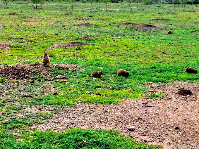 Prairie dogs at Red Bud Park in Abilene, Texas