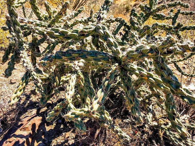 Cactus in Big Bend National Park, Texas