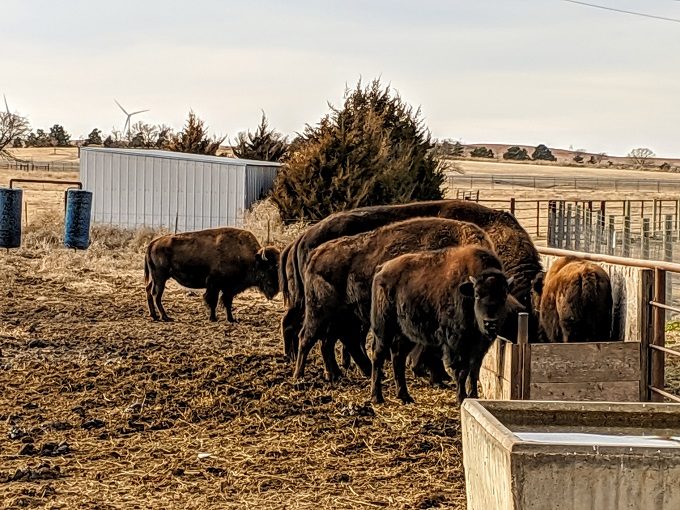 Bison herd at Frontier Historical Park in Hays, Kansas