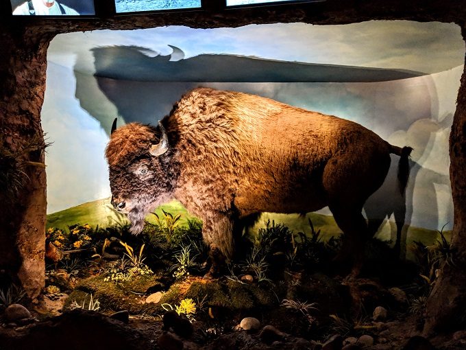 Boot Hill Museum, Dodge City KS - Buffalo in the People of the Plains exhibit