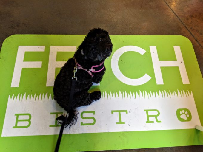 Truffles arrives at Fetch Bar &amp; Grill - a Place for People and Dogs