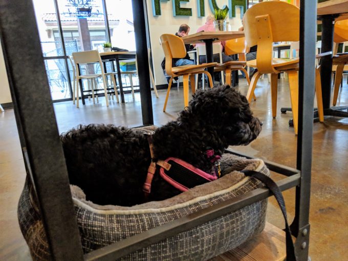 Fetch Bar & Grill cart for small dogs