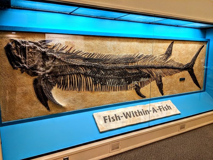 Fish-Within-A-Fish at the Sternberg Museum of Natural History in Hays, Kansas