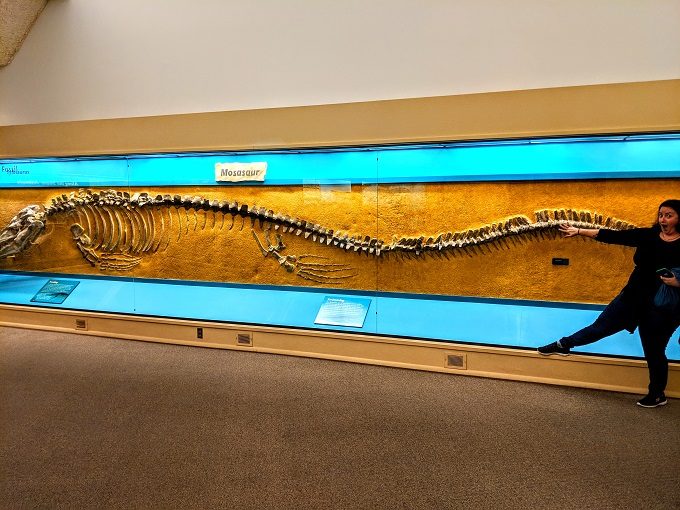 Mosasaur fossil at the Sternberg Museum of Natural History in Hays, Kansas