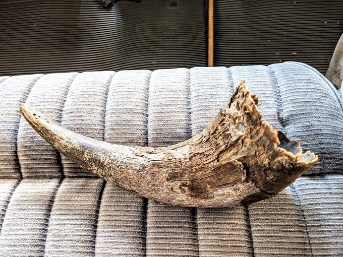 Sandsage Bison Range & Wildlife Area - Bison horn.