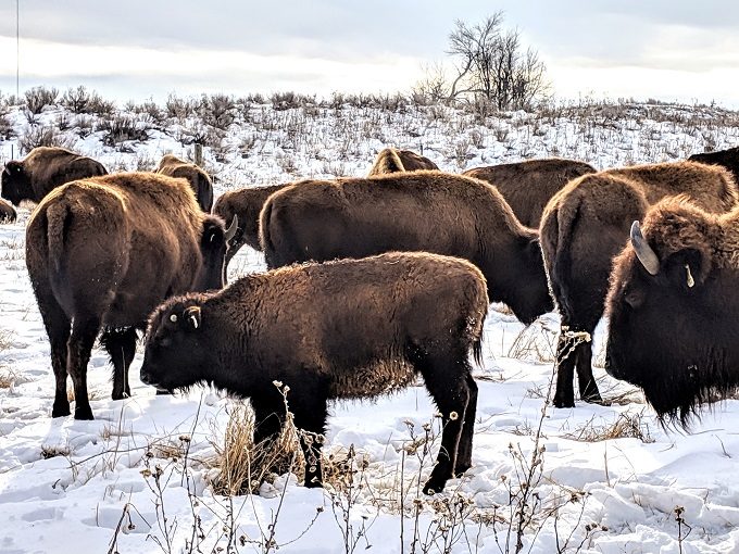 Sandsage Bison Range & Wildlife Area - Herd of bison 1