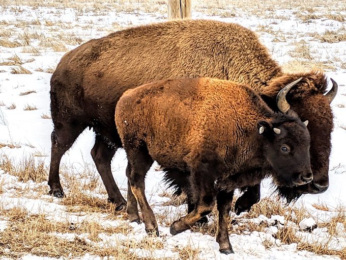 Sandsage Bison Range & Wildlife Area - One of 2018's calves.